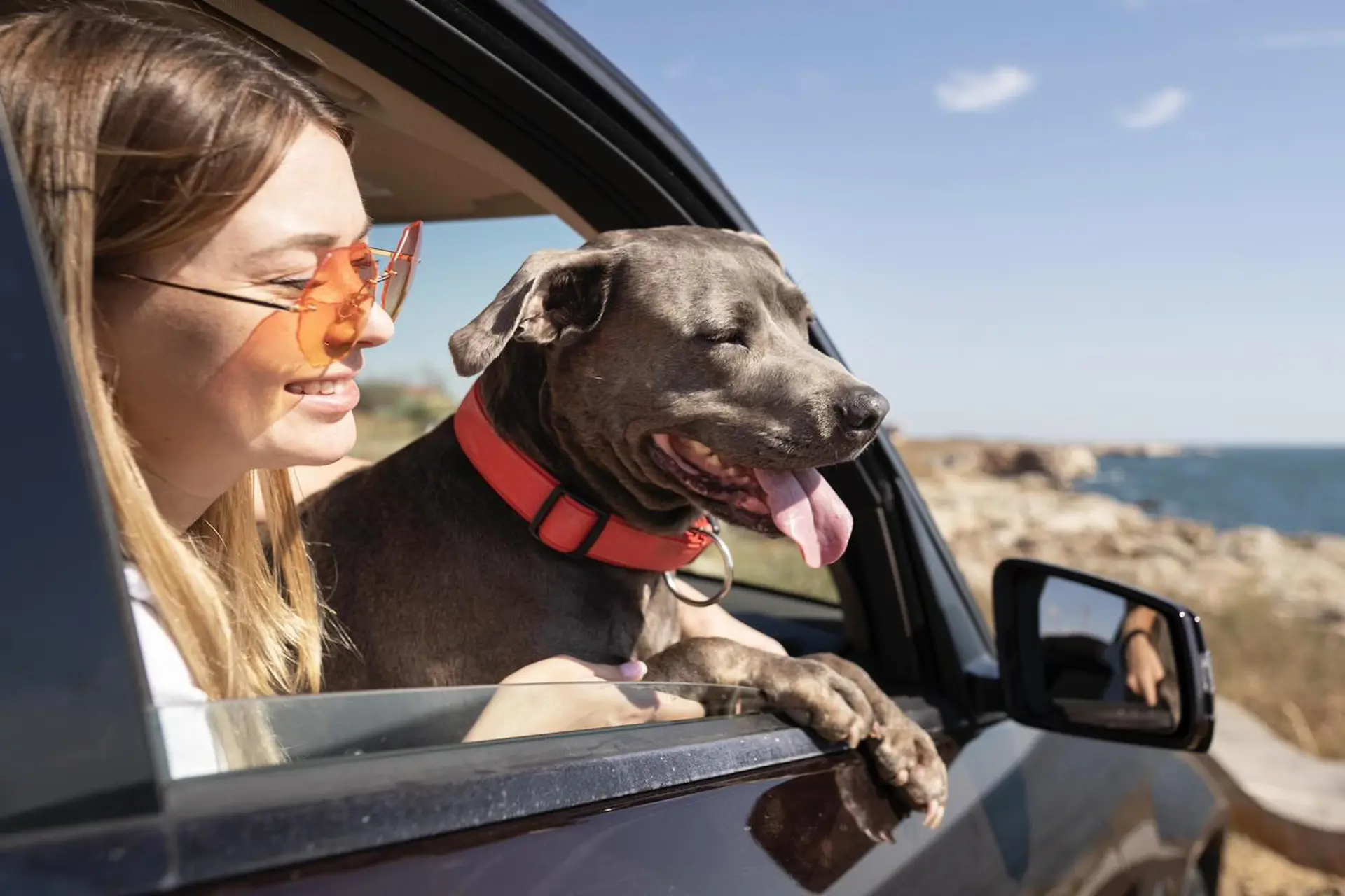 5 recomendaciones para viajar con su mascota en vacaciones