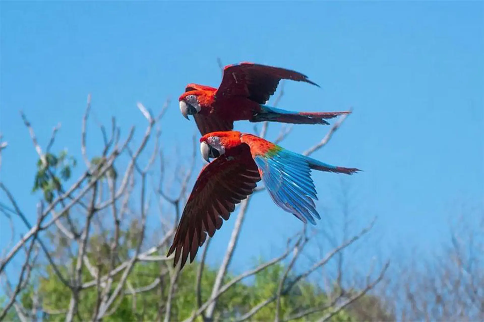 Argentina es uno de los países más elegidos para el avistaje de aves ...