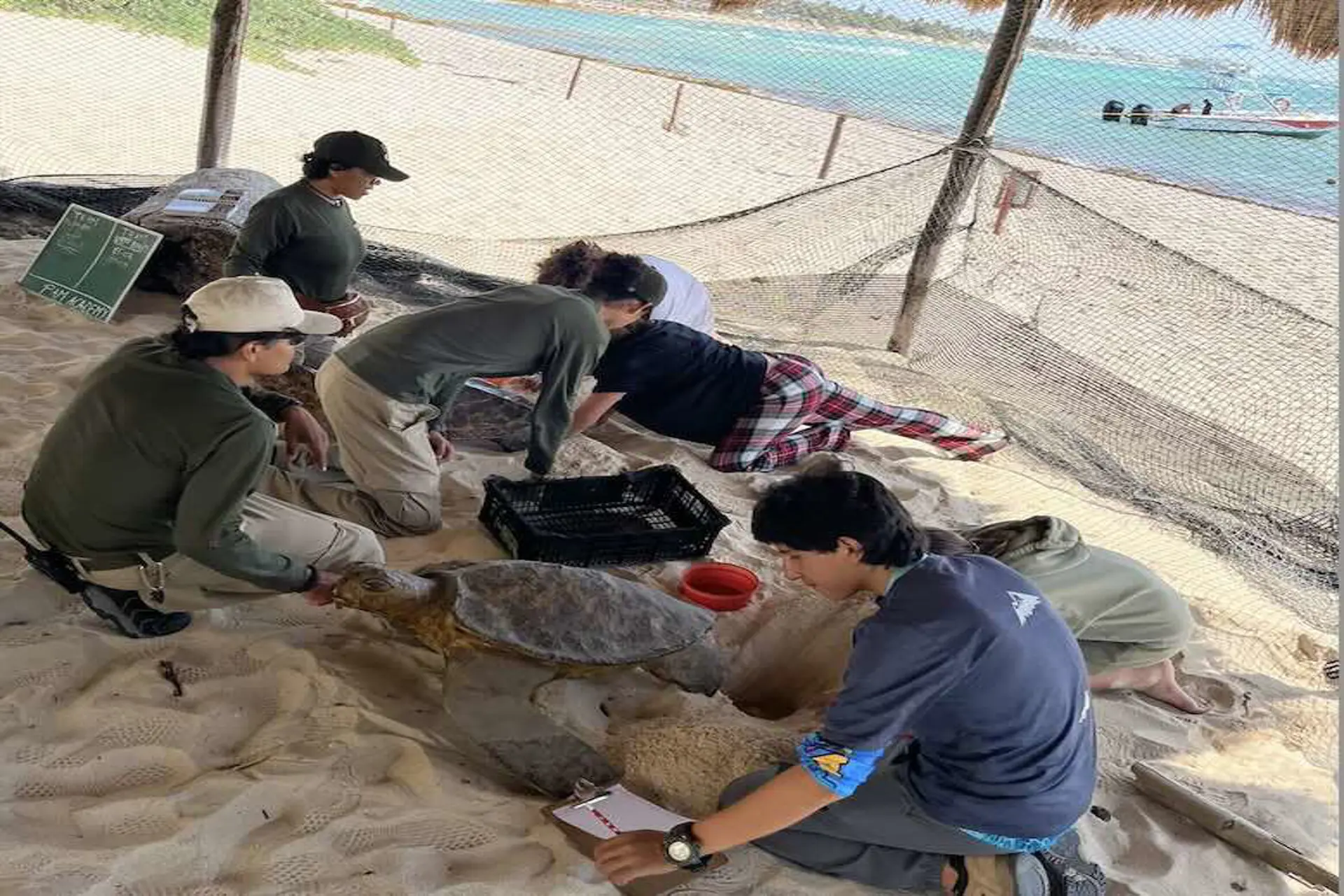 Eco-Bahía México y PAM Academy unidos por las tortugas marinas