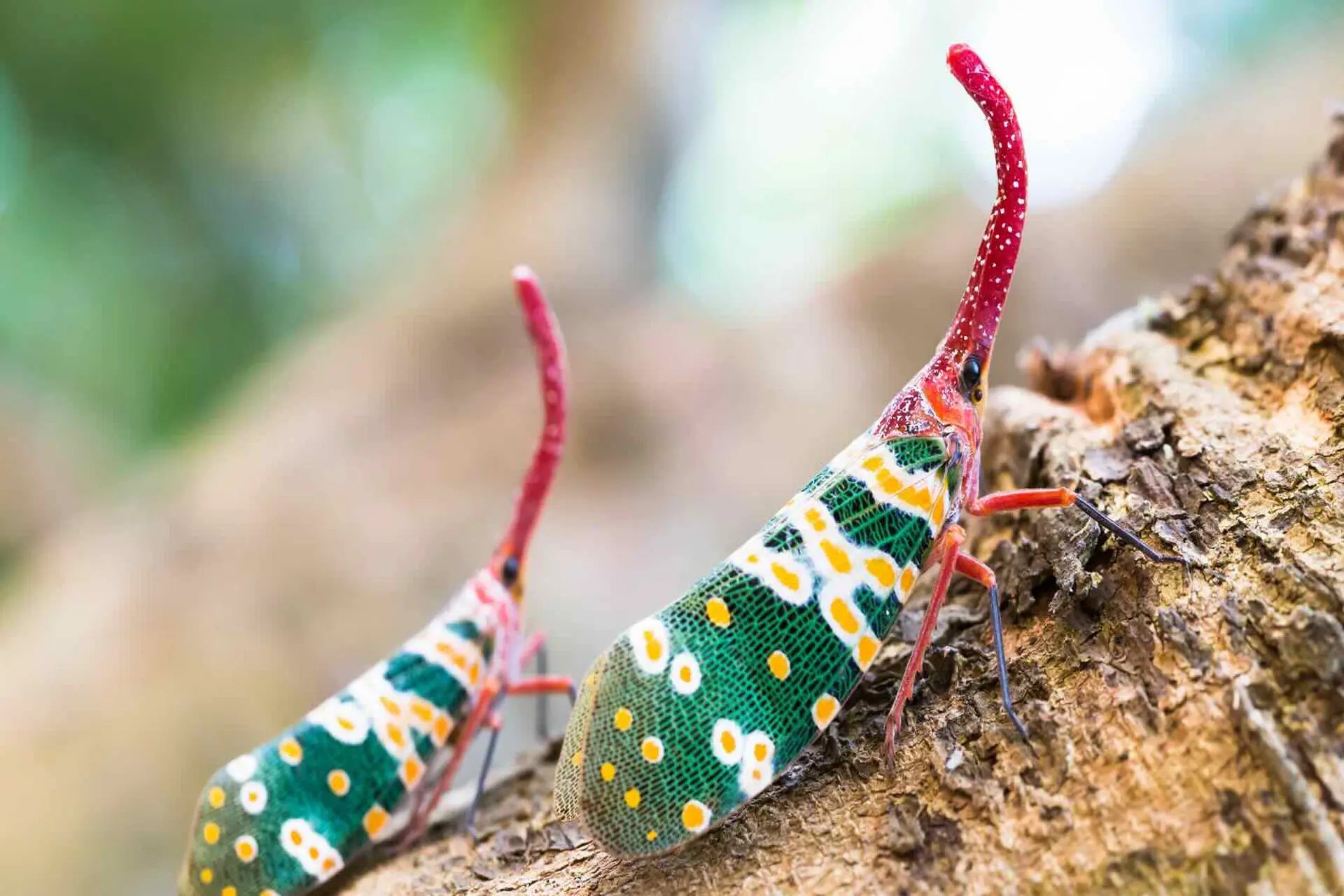 ONU por la biodiversidad en las políticas nacionales de turismo