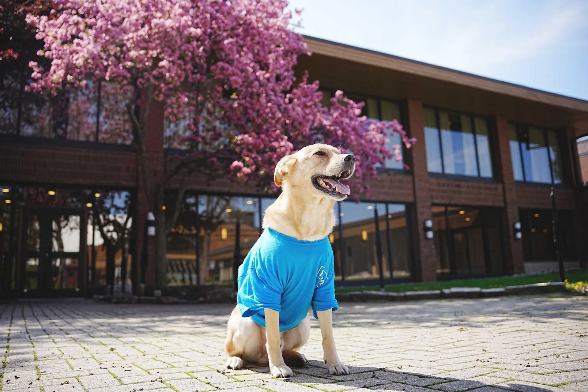 Las historias  de los embajadores caninos de los hoteles Hilton