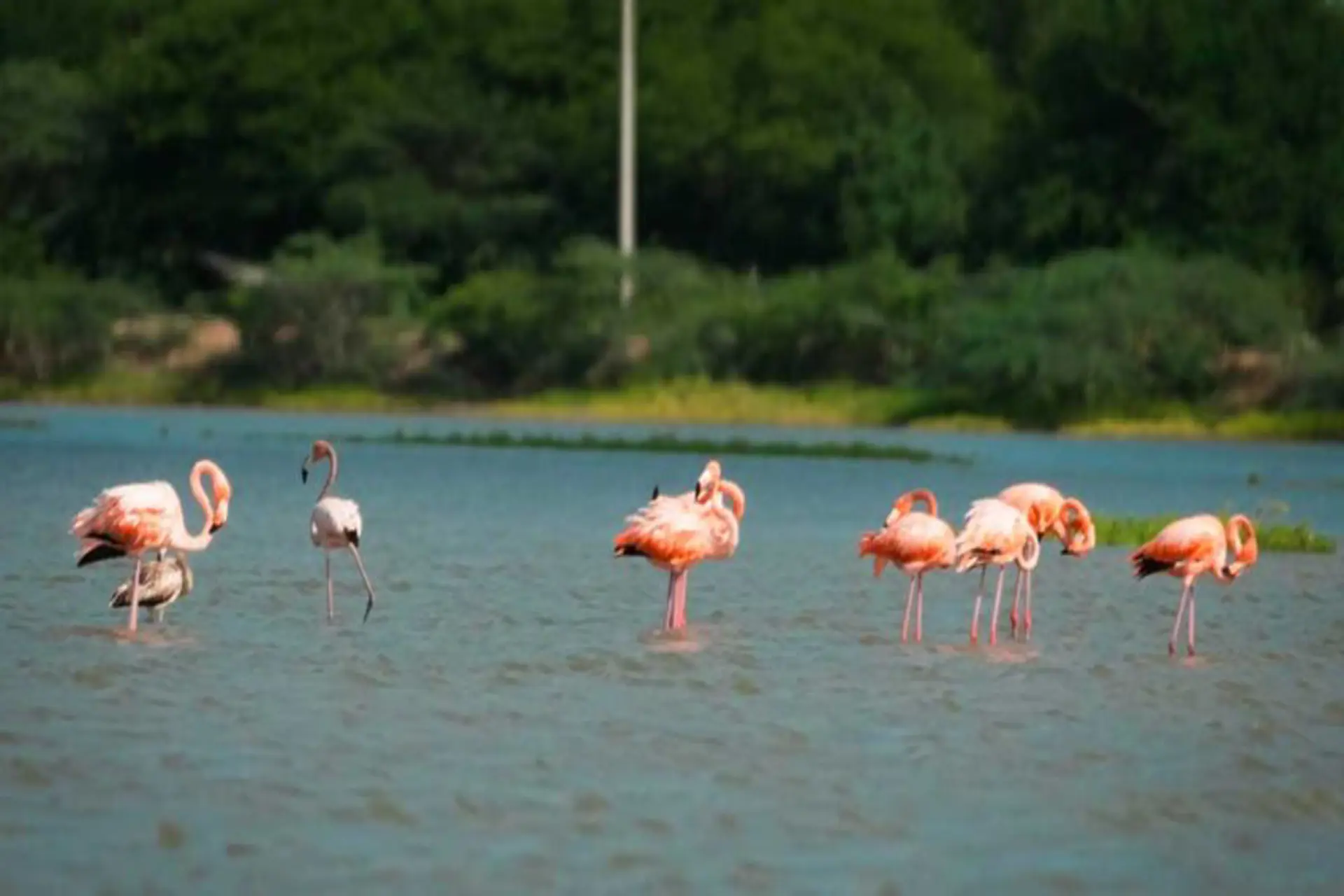 Colombia celebró el October Big Day sobre avistamiento de aves