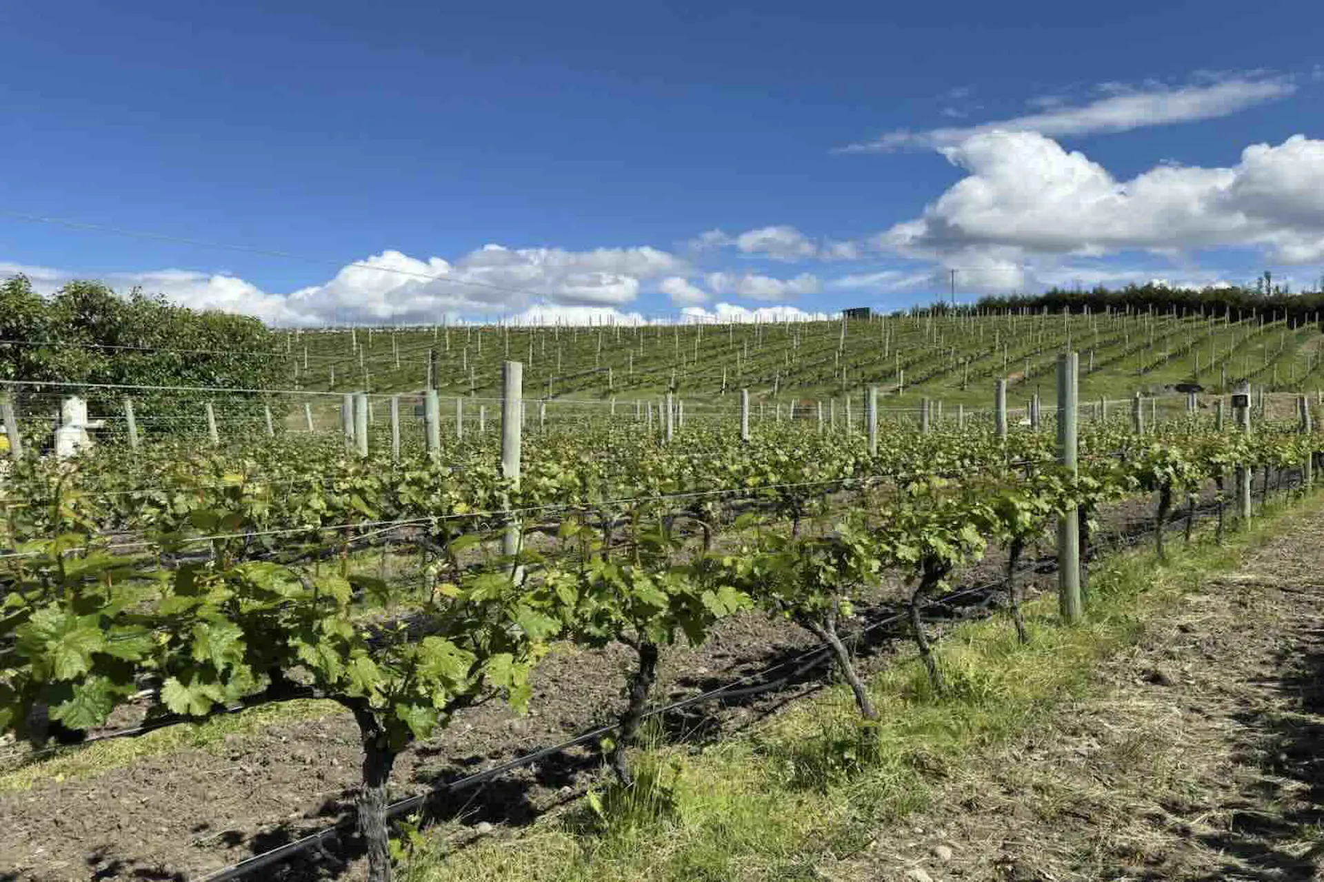 1ª jornada de capacitación para productores vitivinícolas en Chubut