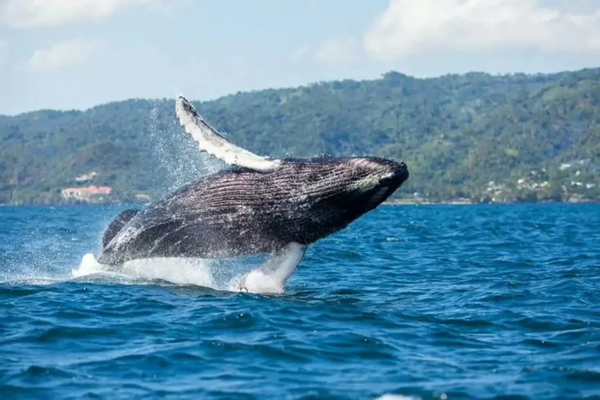 Samaná se prepara para el espectáculo natural de Ballenas Jorobadas