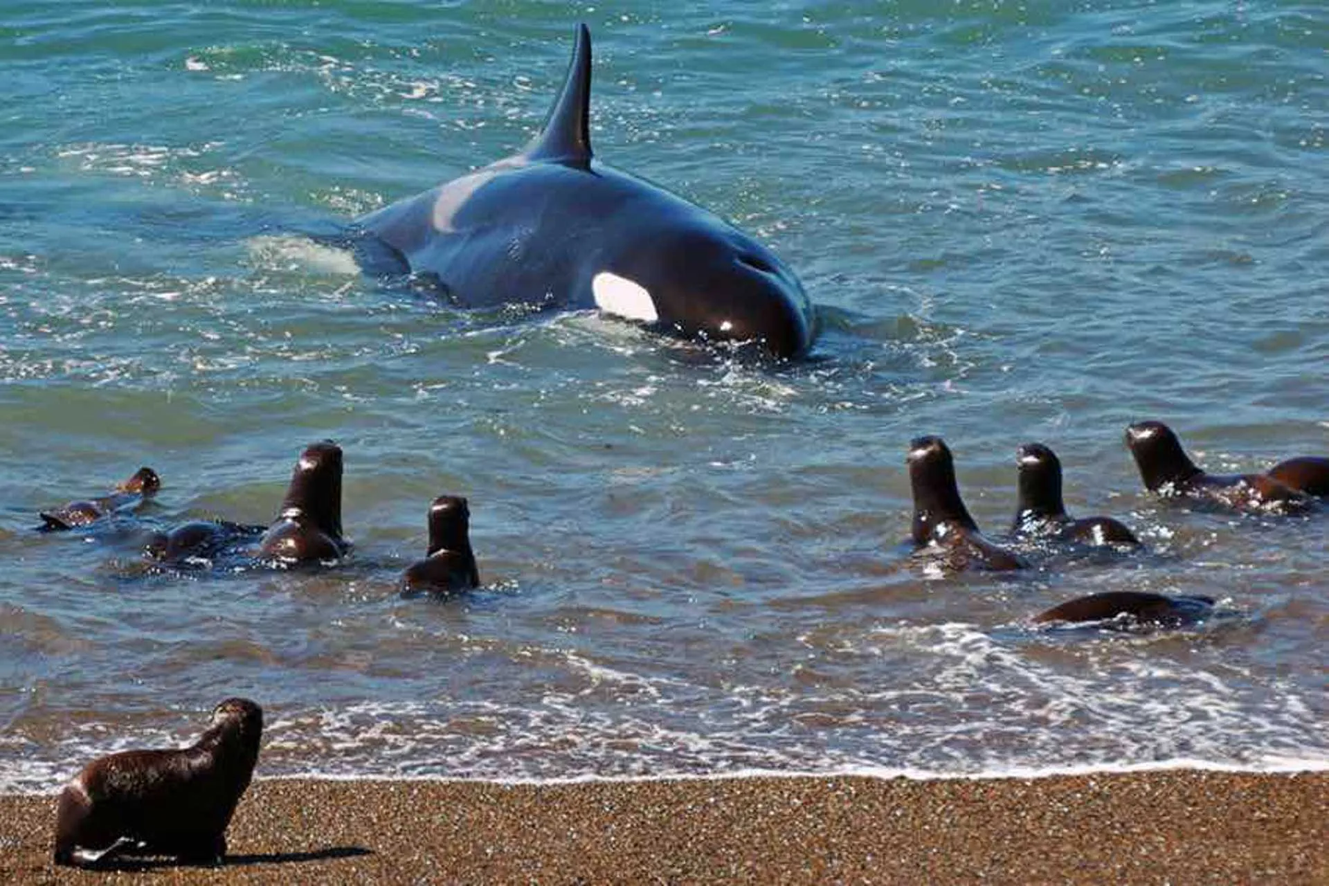 Ya se pueden avistar las orcas en Peninsula de Valdes