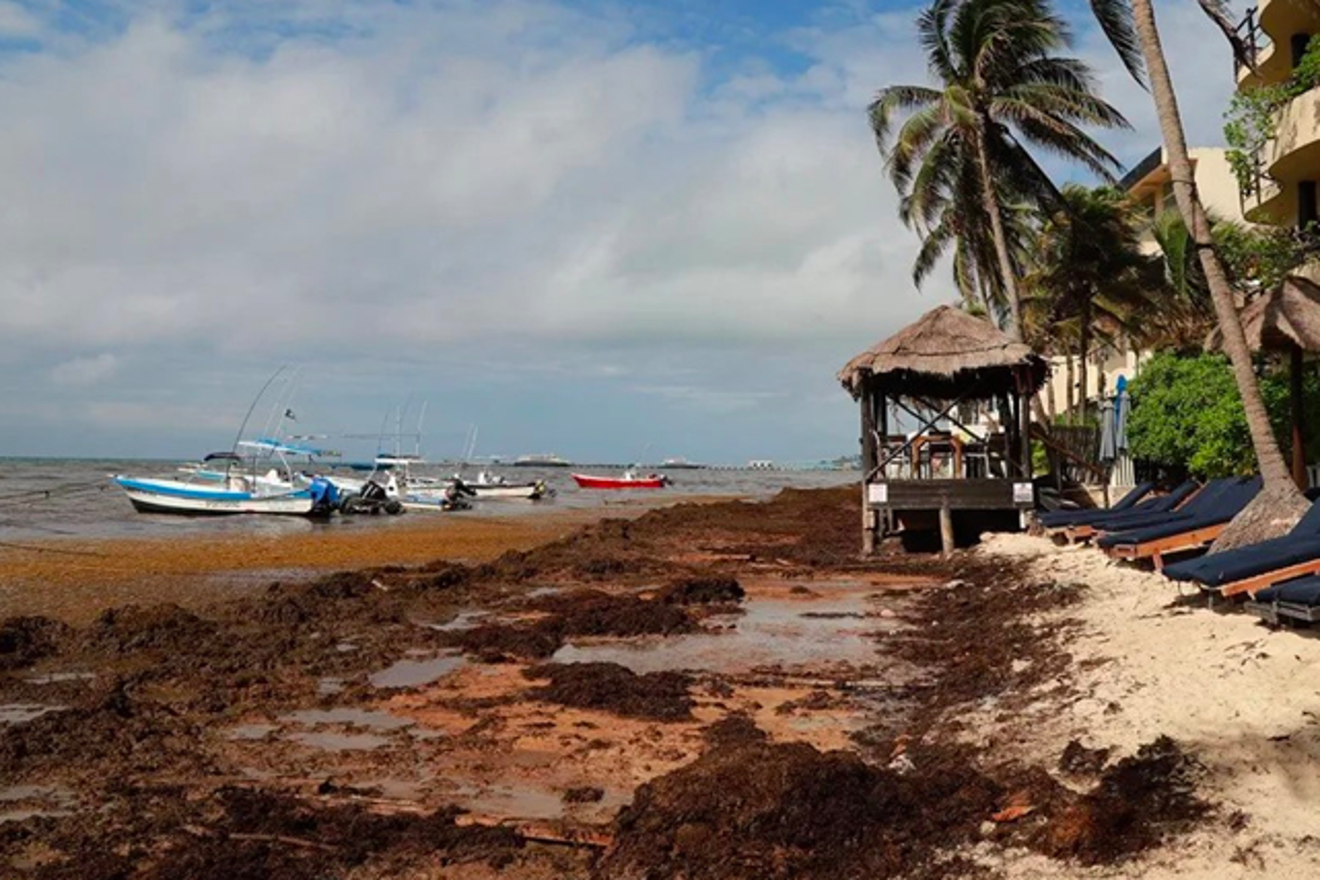 Alerta en las playas del Caribe por cantidades récord de sargazo 