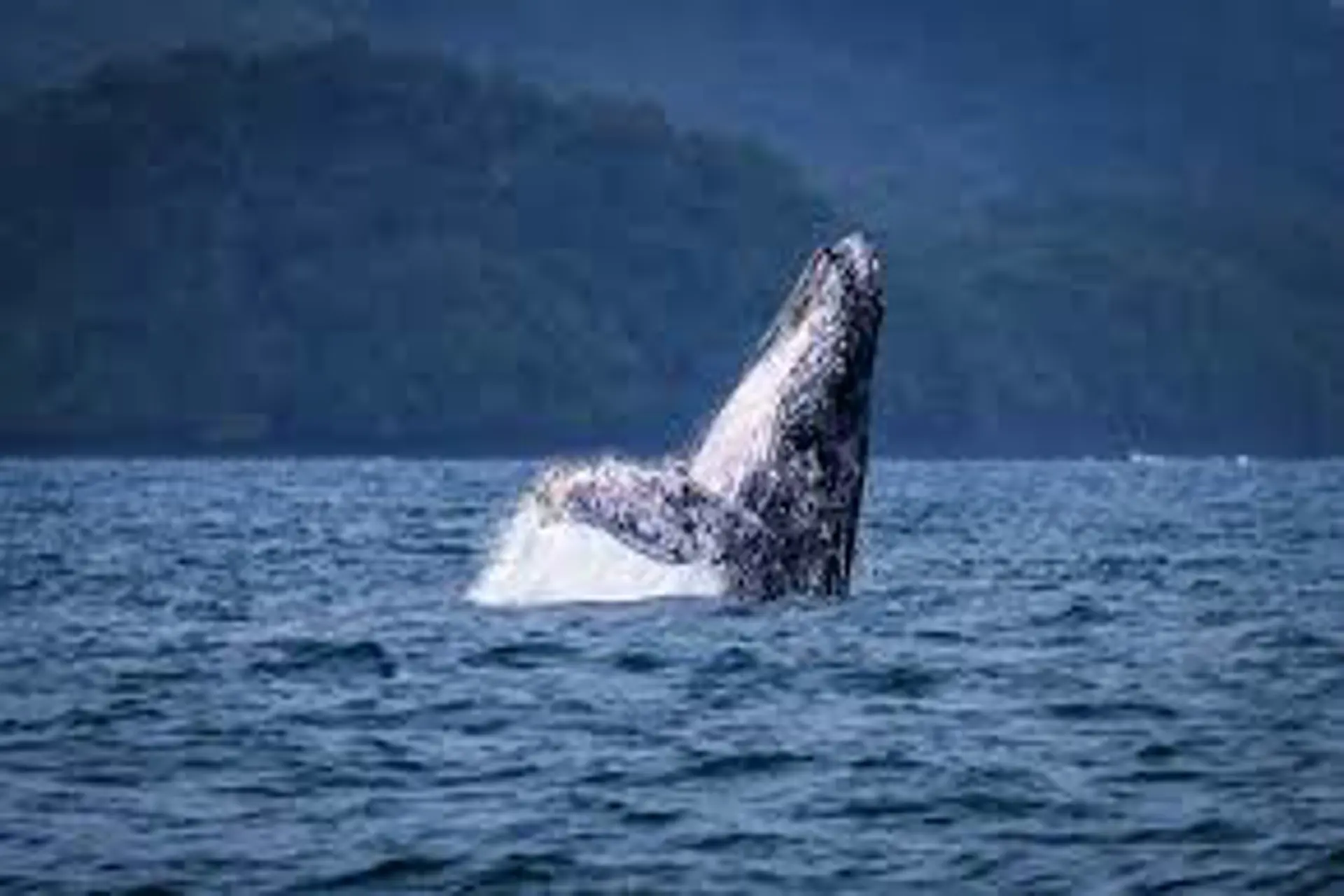 Avistamiento de ballenas: vive la magia del Pacífico en Panamá Avistamiento de ballenas: vive la magia del Pacífico en Panamá