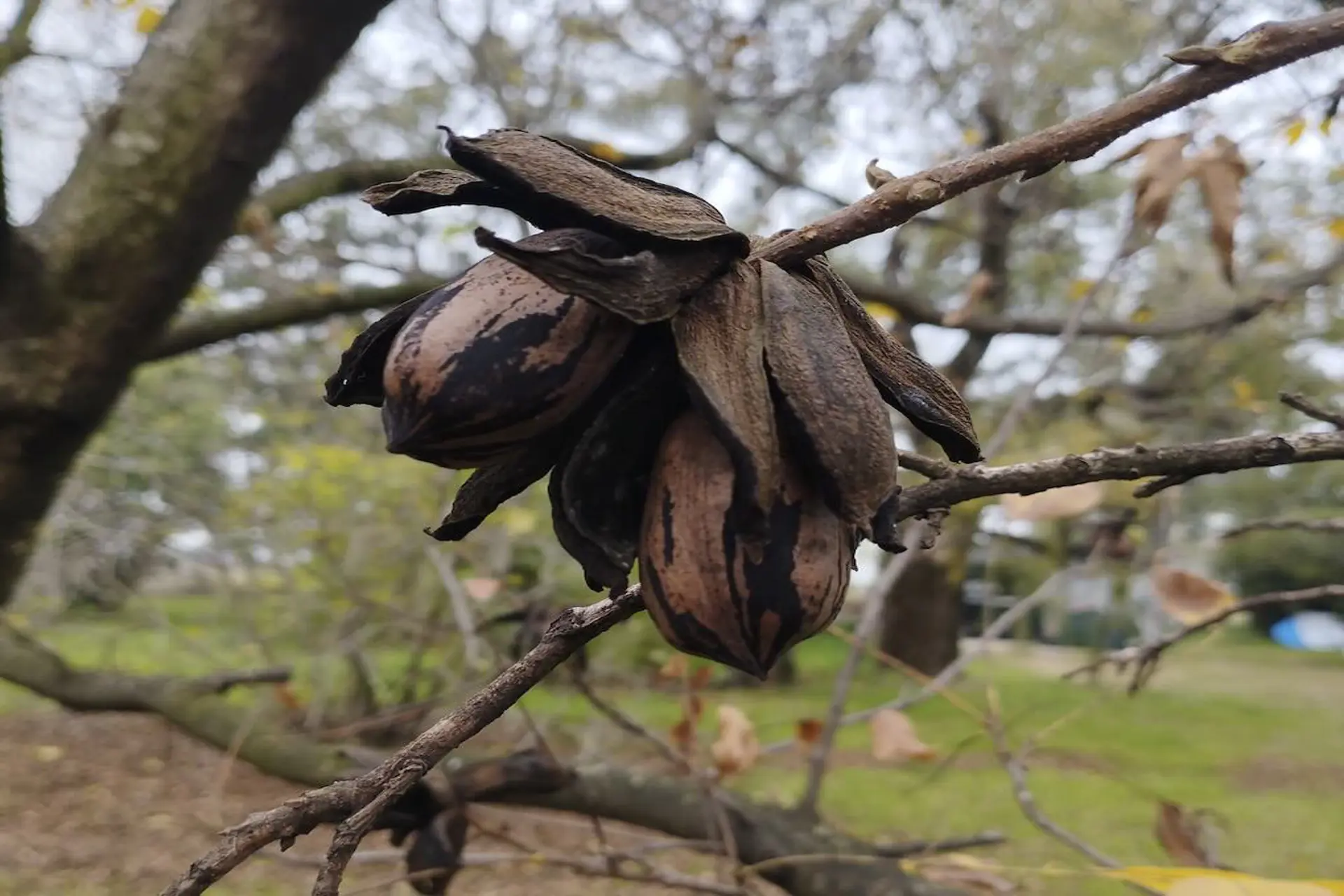 Escapada para Finde largo: nueces y sabores cerca de Capital Federal