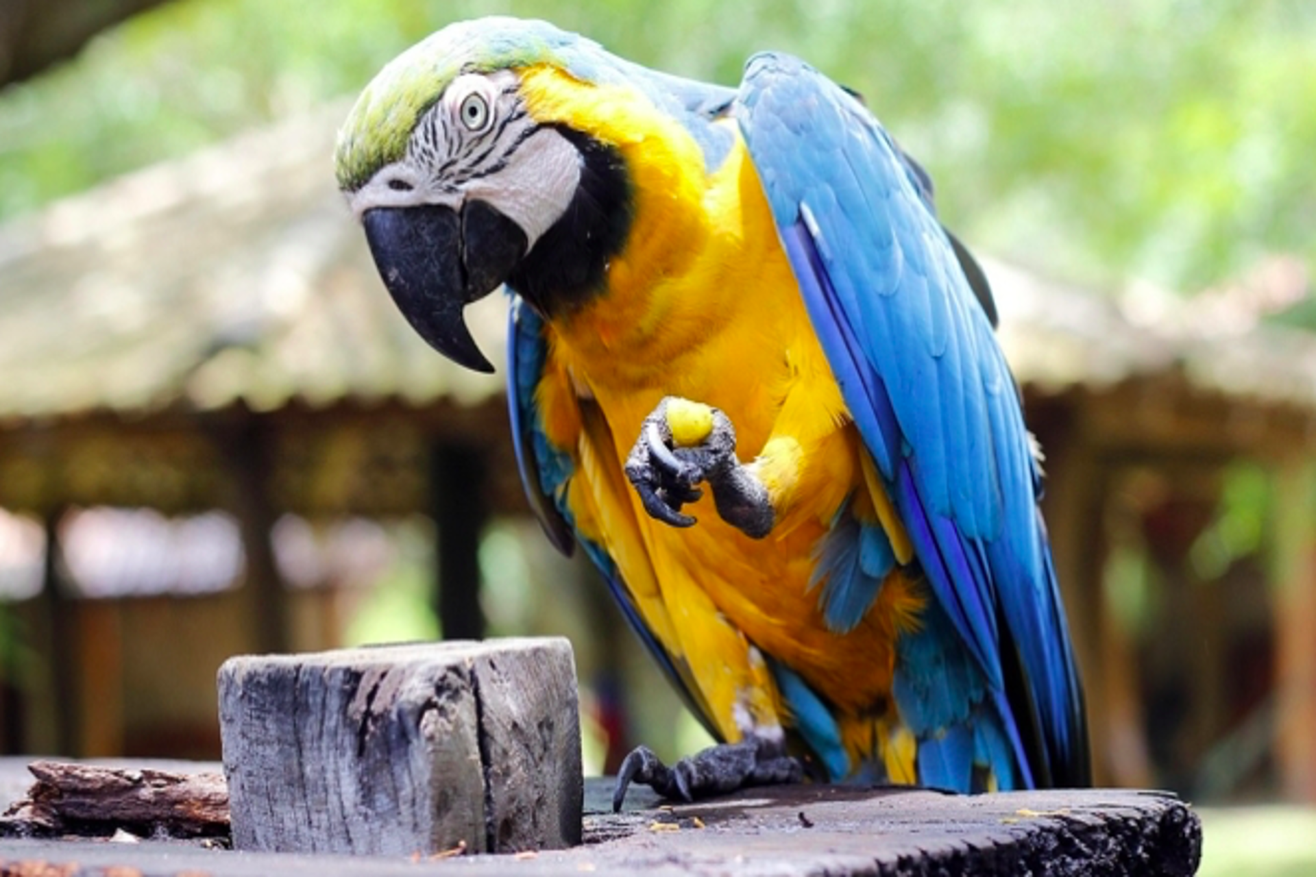 Rep. Dominicana castigará por ley la exhibición de animales silvestres