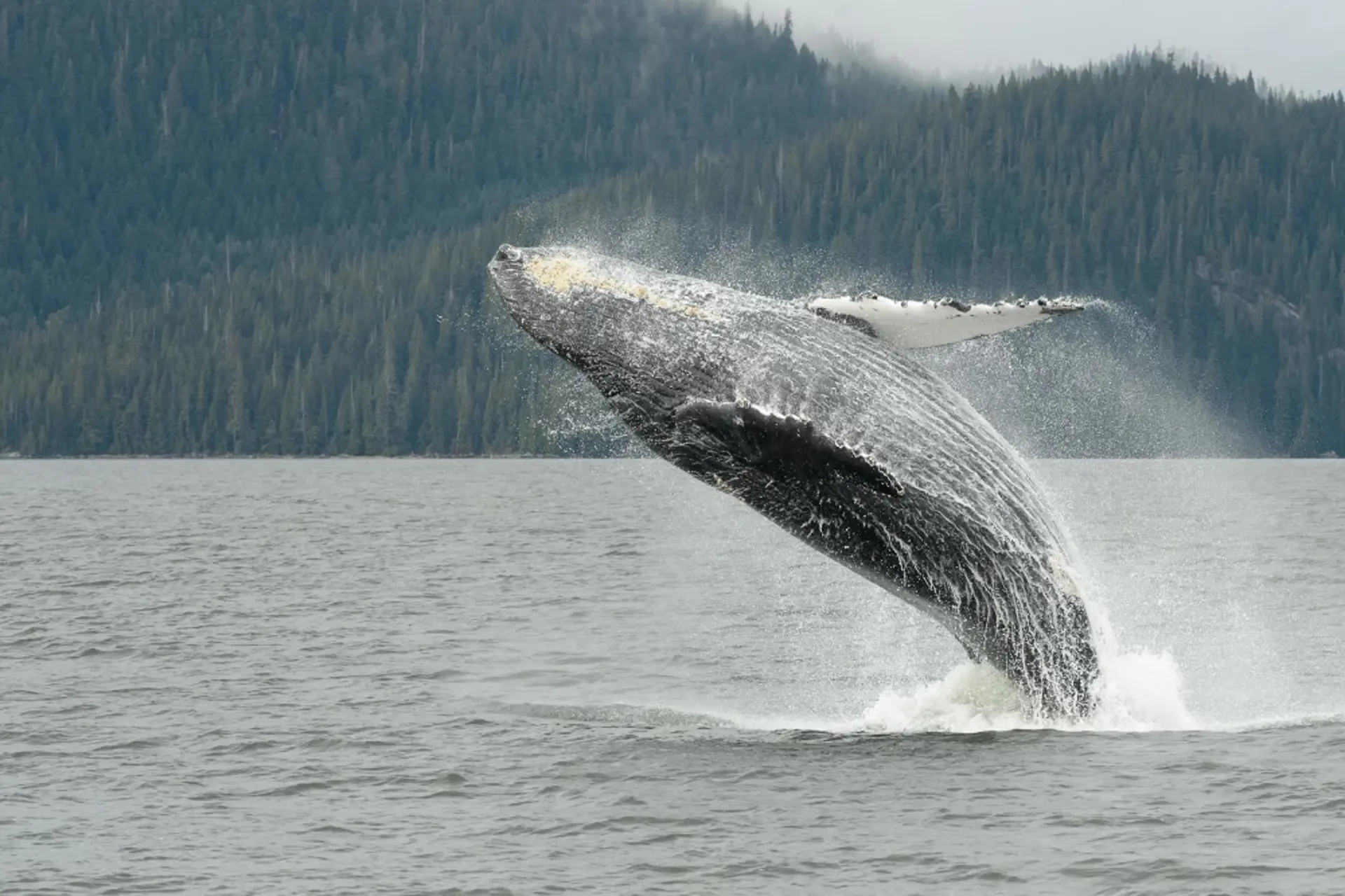 Temporada de ballenas: dónde verlas antes de que regresen al sur