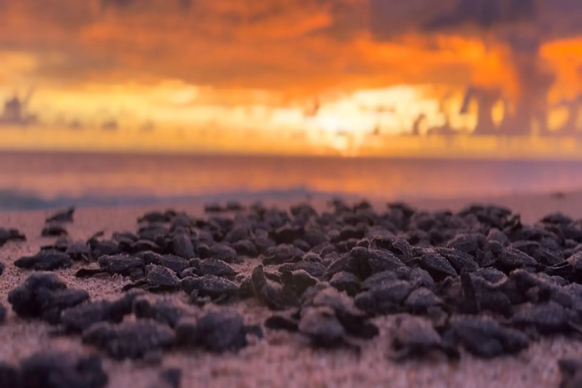 Puerto Vallarta se llena de Tortugas Marinas