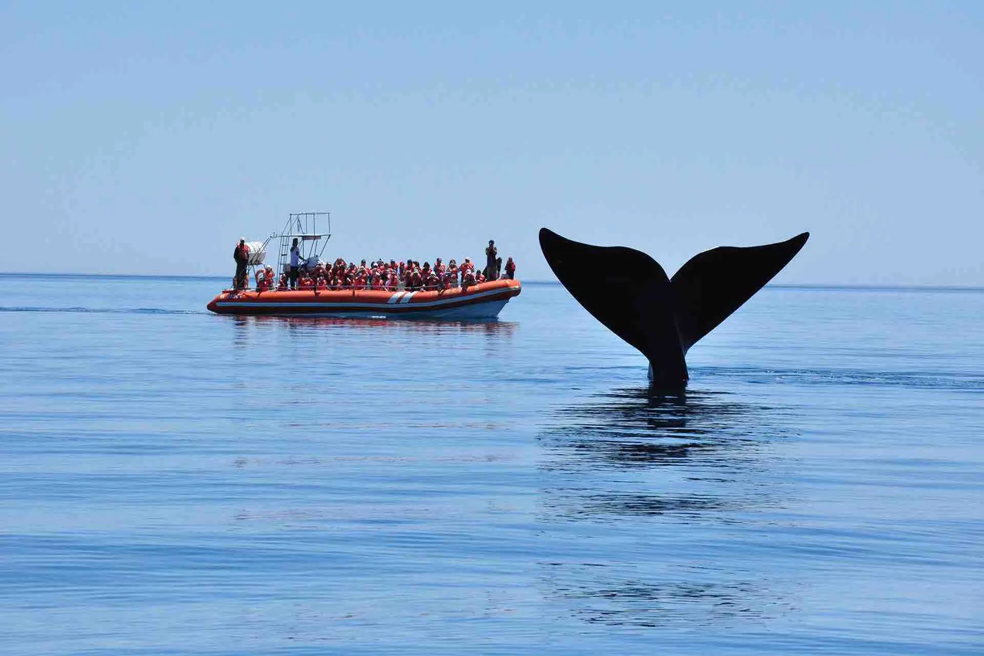 Llegaron las primeras ballenas australis a Peninsula de Valdes 