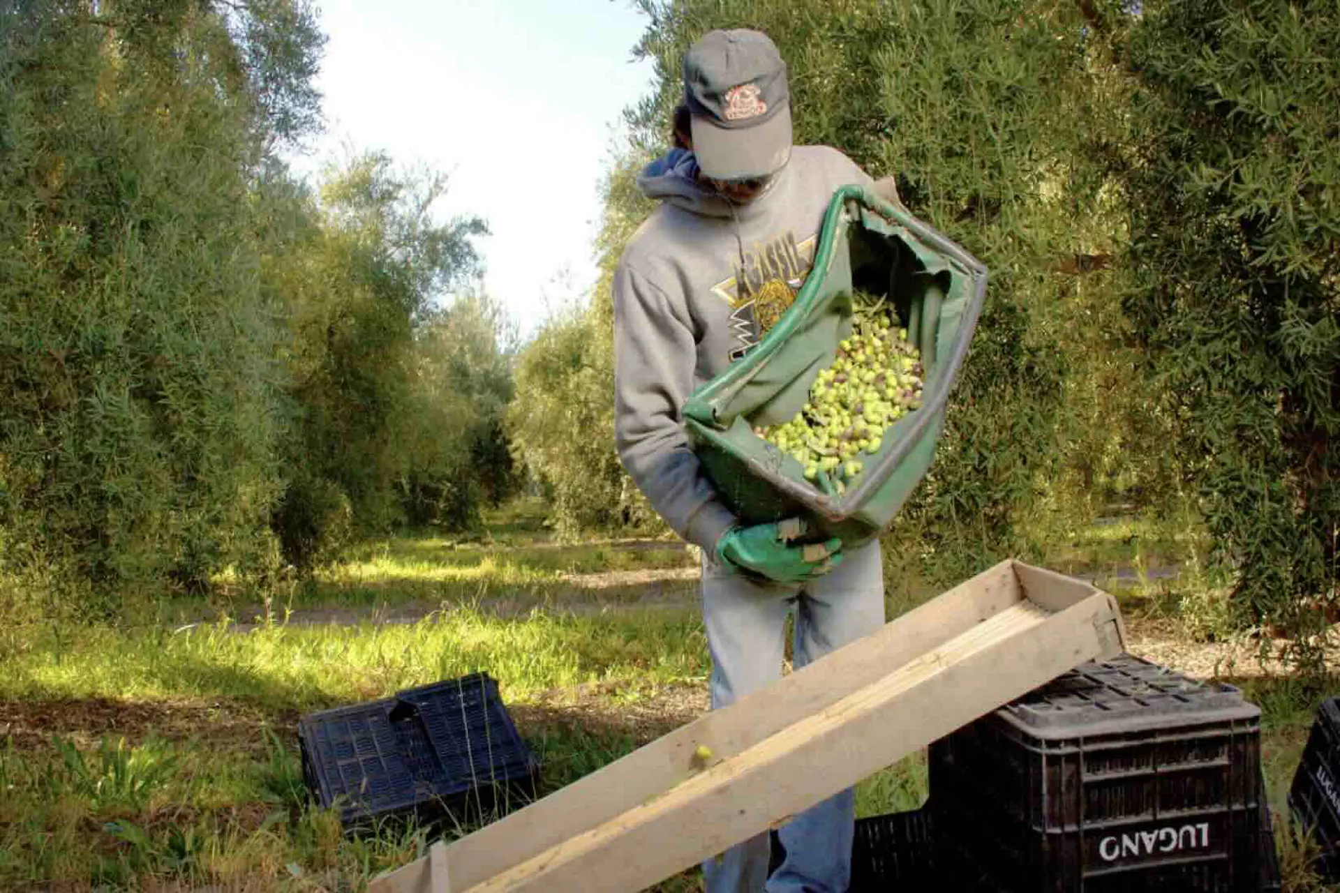 Primeras Jornadas Nacionales de Oleoturismo en Mendoza