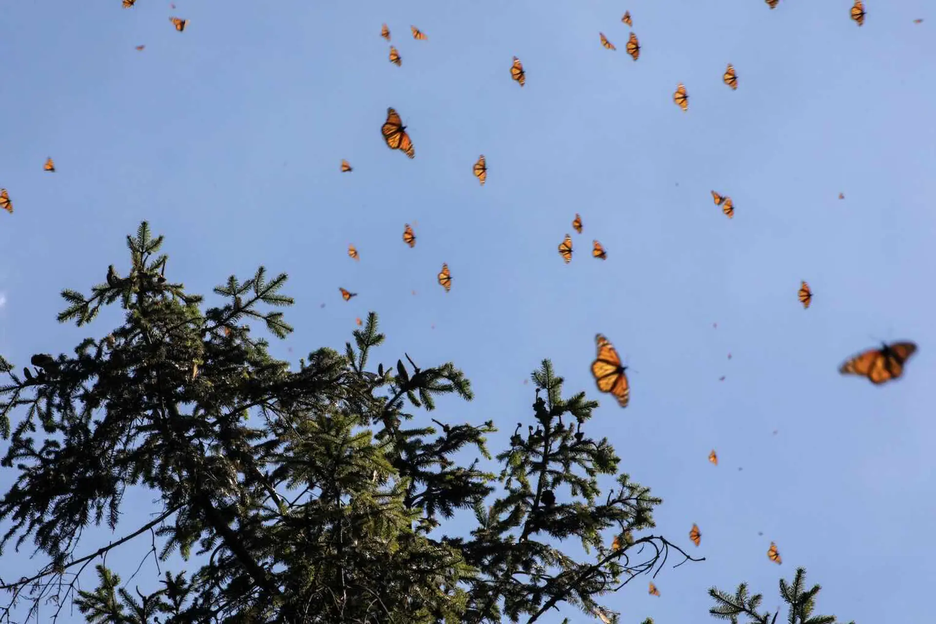 Apertura oficial de los Santuarios de la Mariposa Monarca en Michoacán