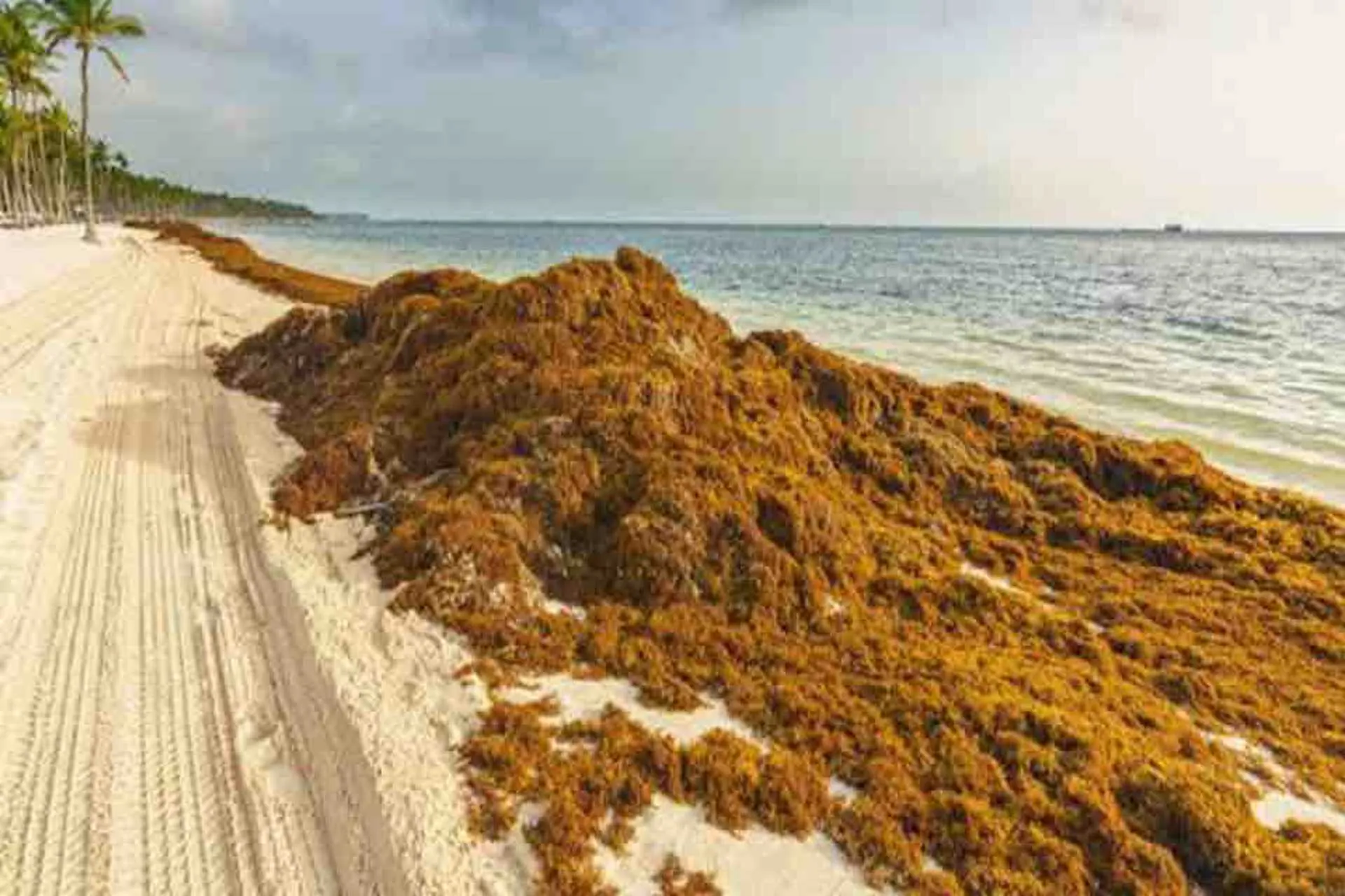 Más nitrógeno en el sargazo la peor pesadilla para el Caribe y Florida