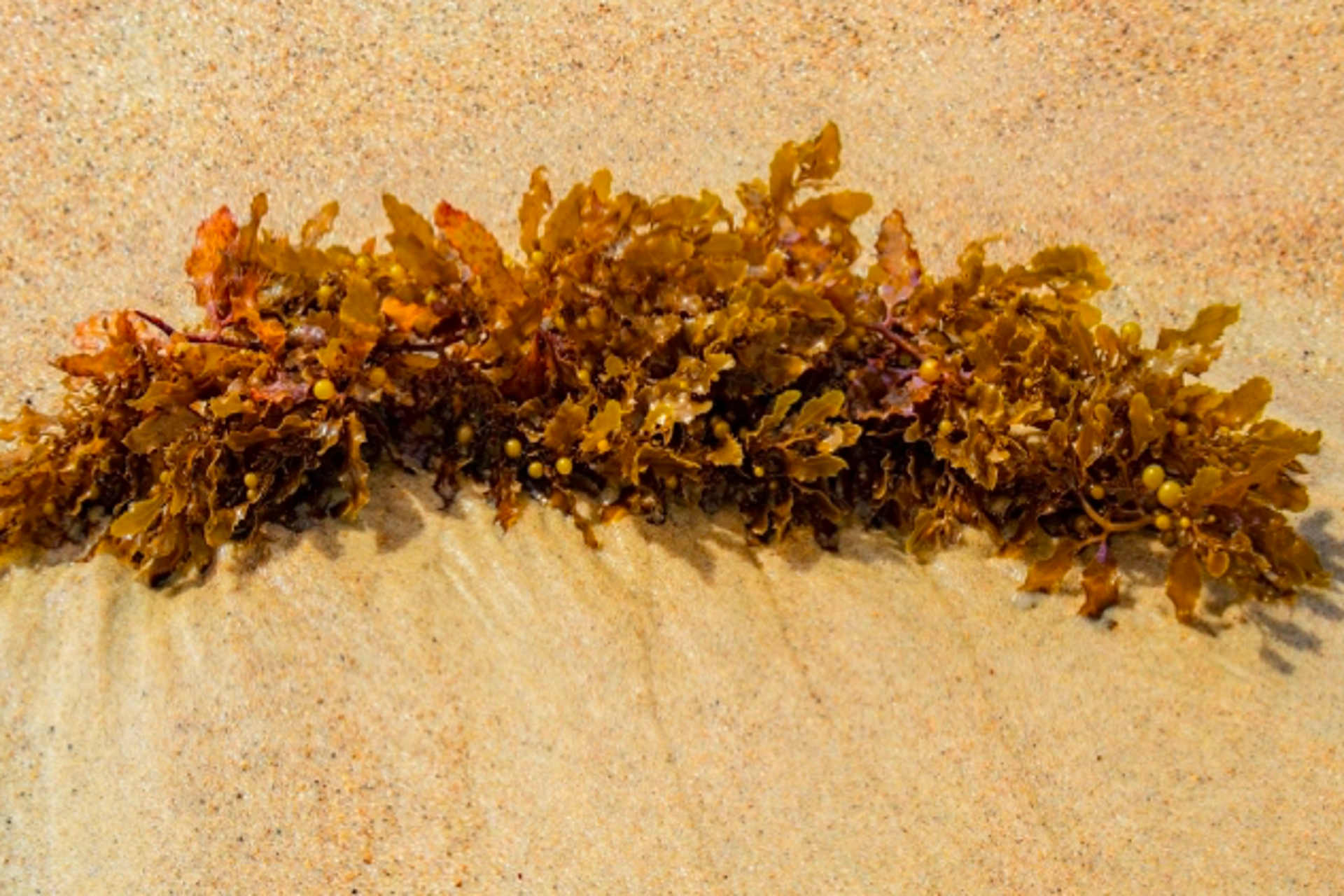 Rep. Dominicana prepara una norma específica contra el sargazo