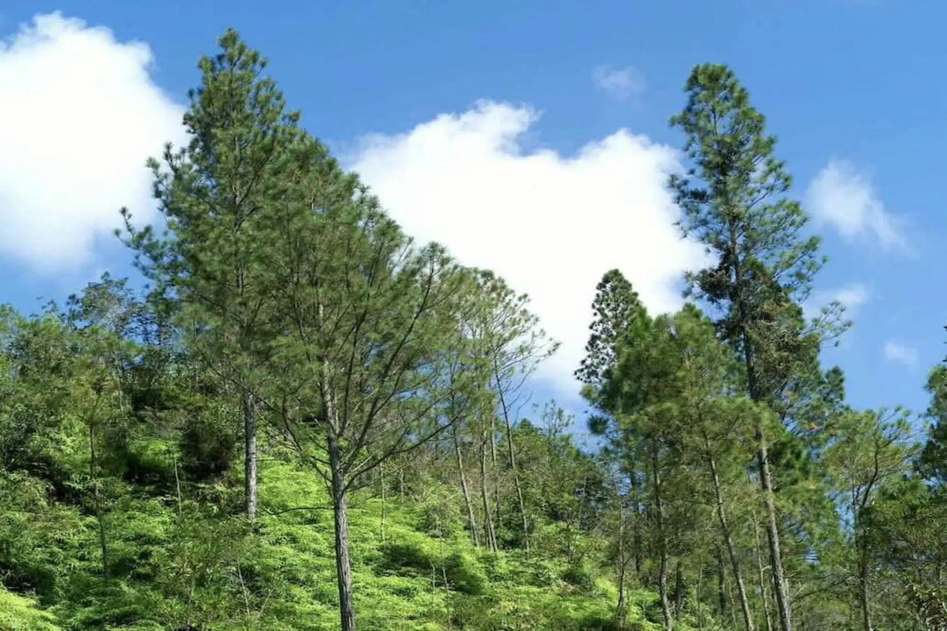 Seis santuarios naturales de RD especiales para escapadas cerca de Dios