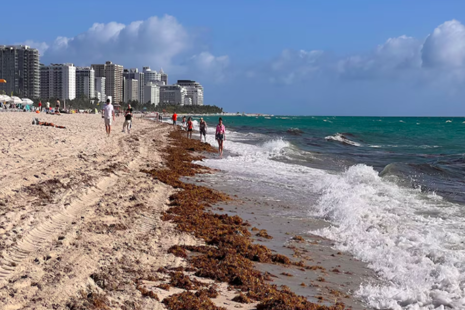 Miami (EE. UU.) vaticina un verano récord de sargazo