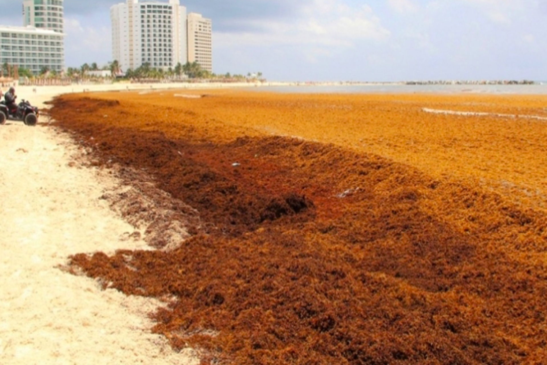  Caribe mexicano: alerta roja en 65 playas por llegada masiva de sargazo