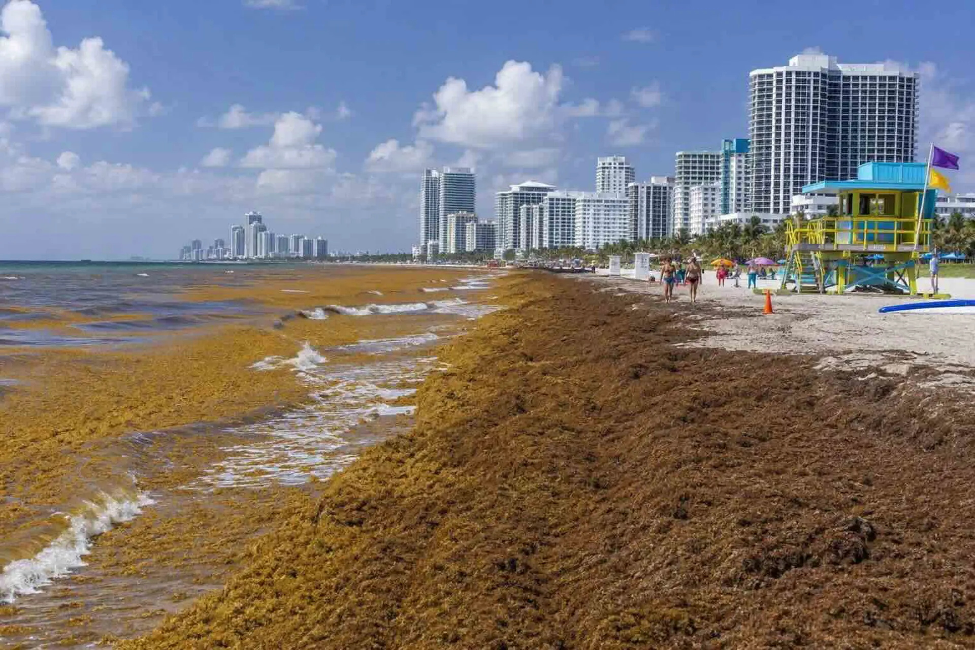 Miami frente al  sargazo: impacto ambiental y turístico en sus playas