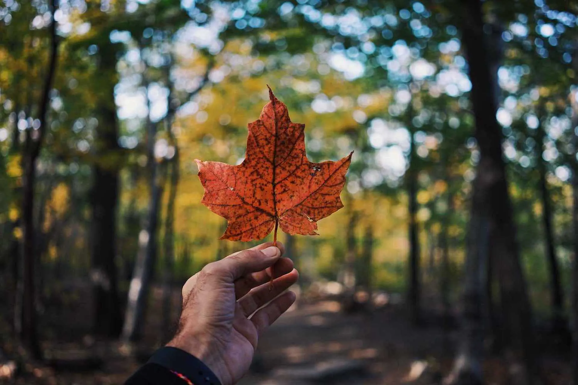 Las razones por las que Canadá permanece cerrada al turismo