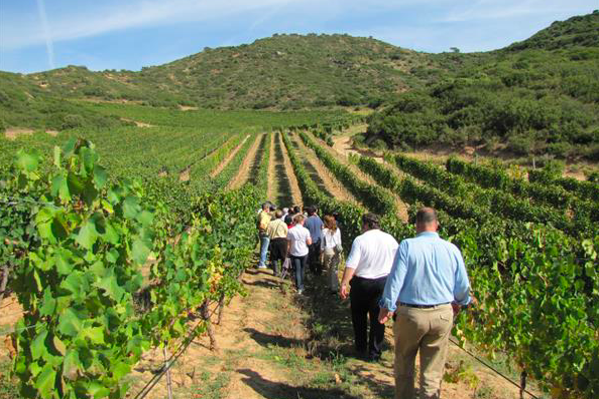 Tres regiones, tres experiencias: recorrer la Argentina a través del vino