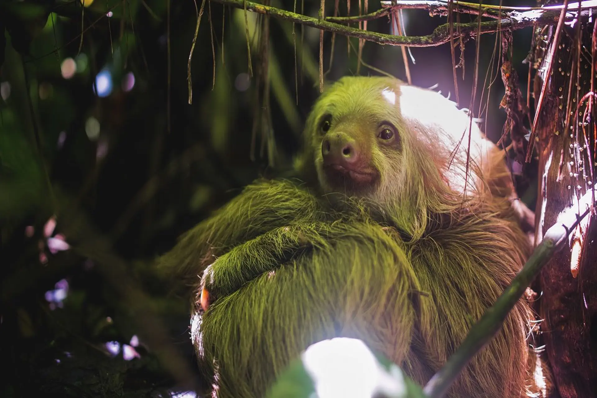 El perezoso: el animal que conquistó al mundo sin apurarse