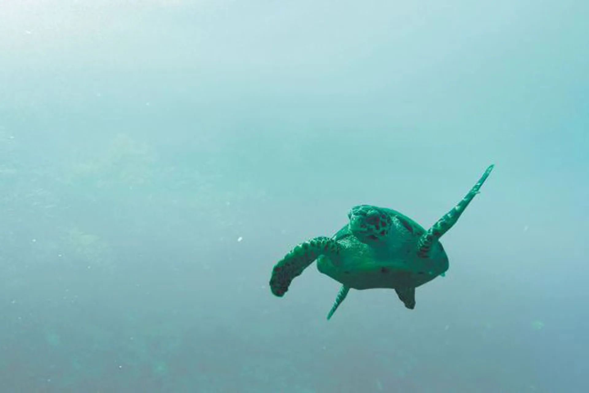 Bucear en Santa Marta para hallar otra ciudad bajo el mar