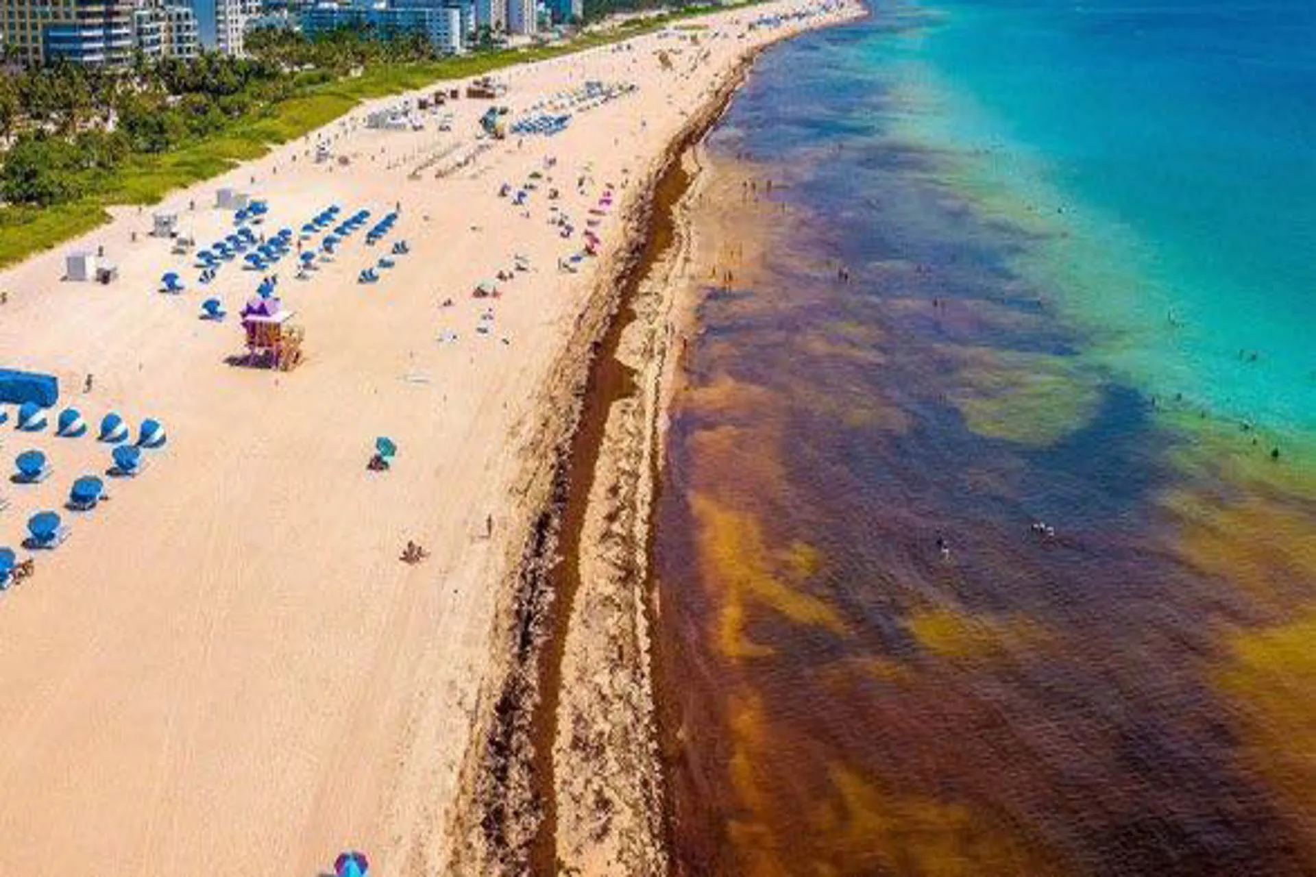 En Dominicana las playas se llenan de sargazo como nunca antes