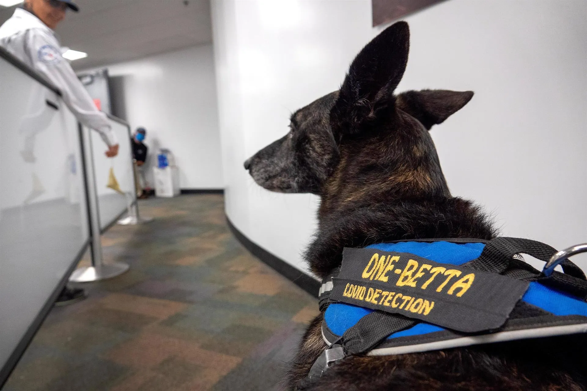 En aeropuerto de Miami ya hay perros detectores de COVID-19, convirtiéndose en la primera instalación de su tipo en los Estados Unidos en utilizarlos