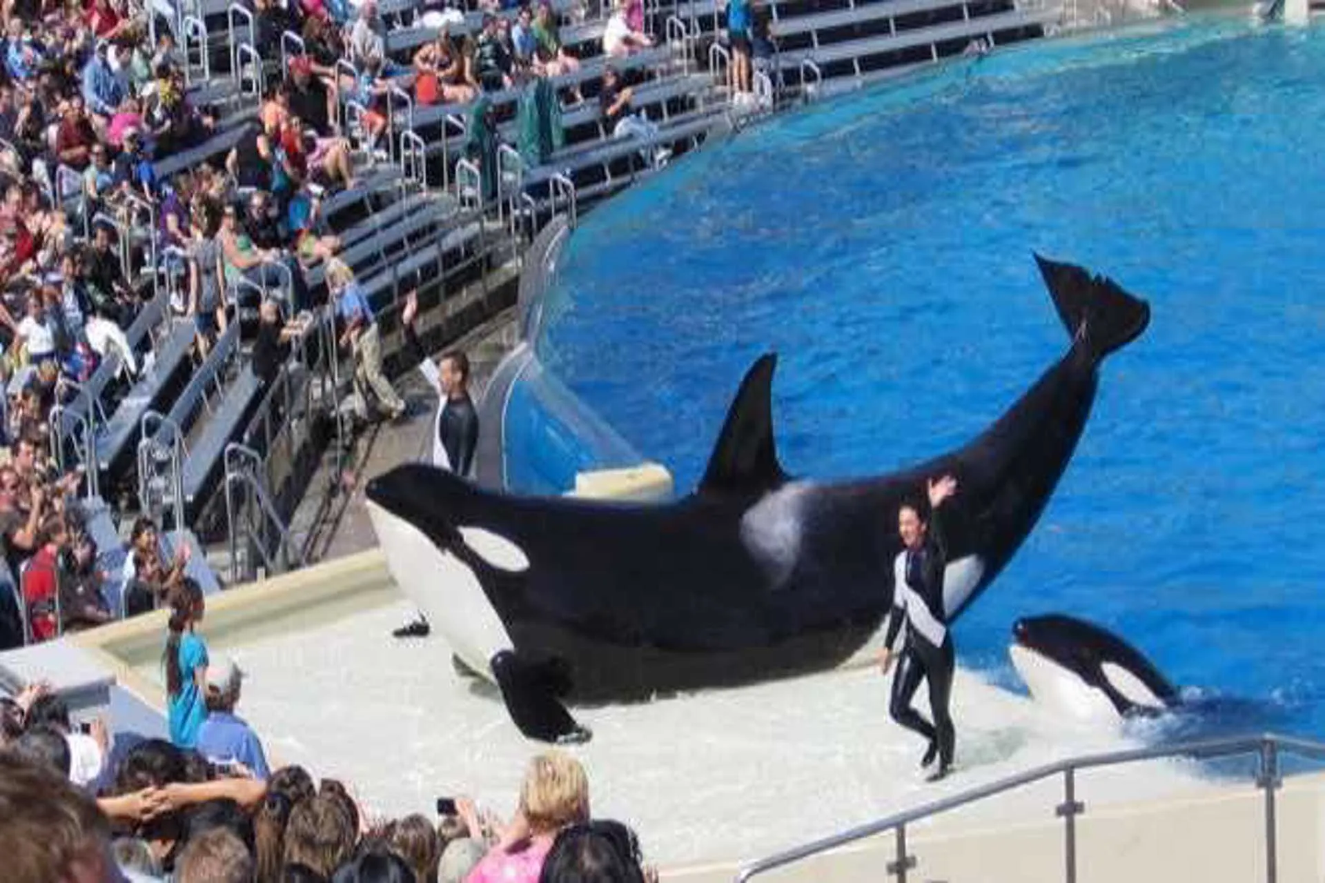 Expedia ya no venderá entradas para los parques de SeaWorld o cualquier actividad que implique el uso de animales para ser exhibidos en espectáculos