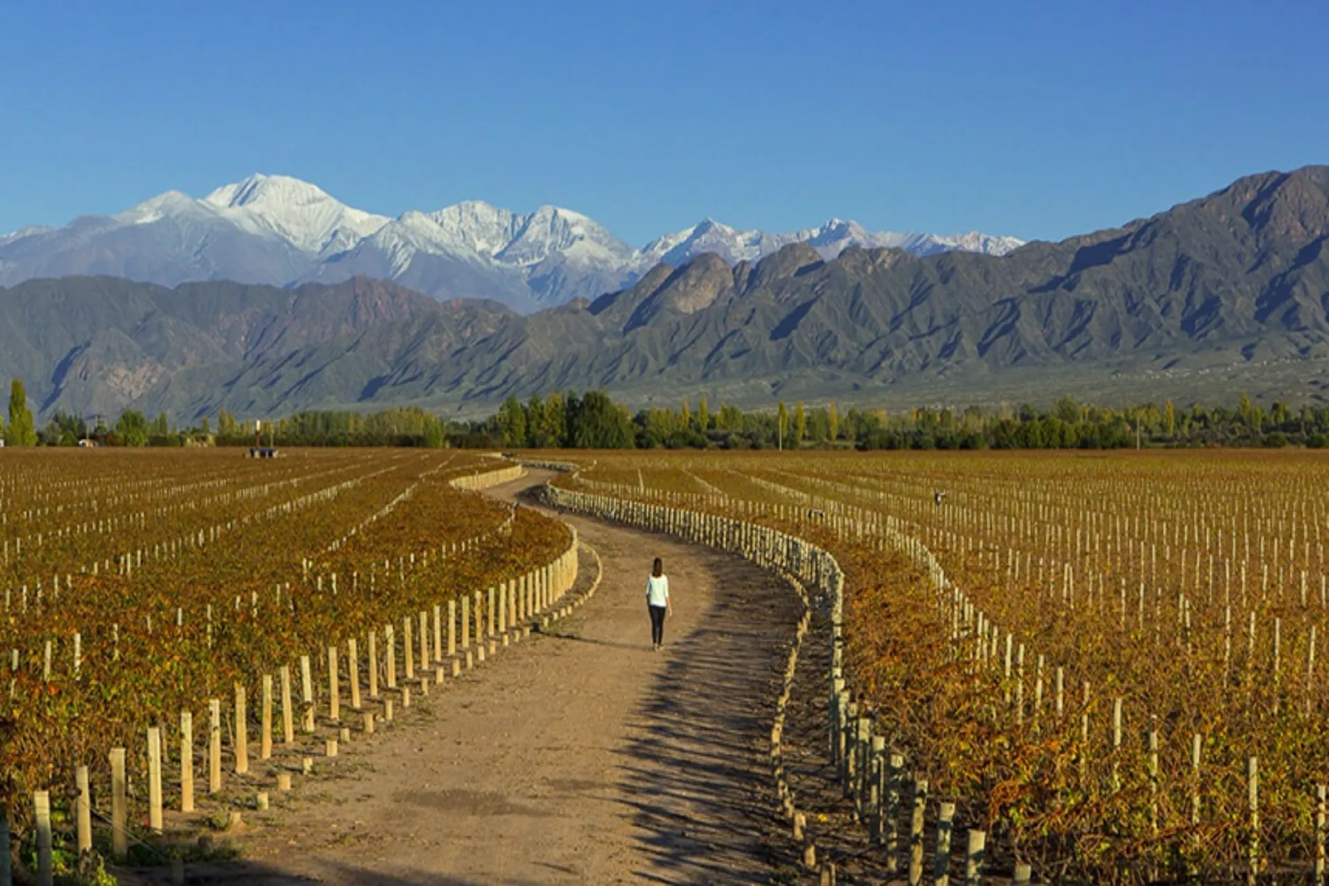 Ya hay una agenda de turismo del vino para el retorno a la actividad