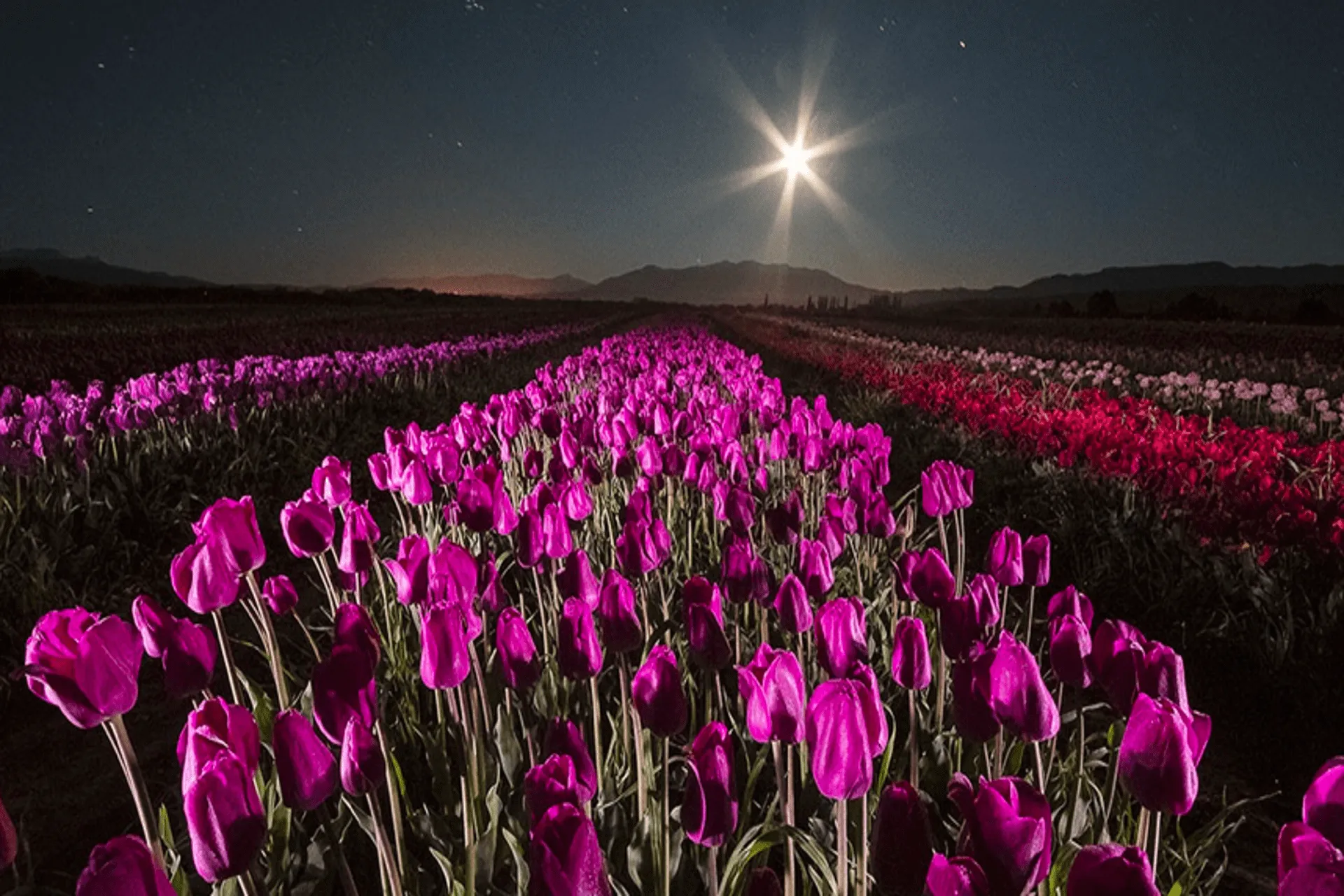 El Campo de Tulipanes de Trevelin, se posiciona como destino patagónico