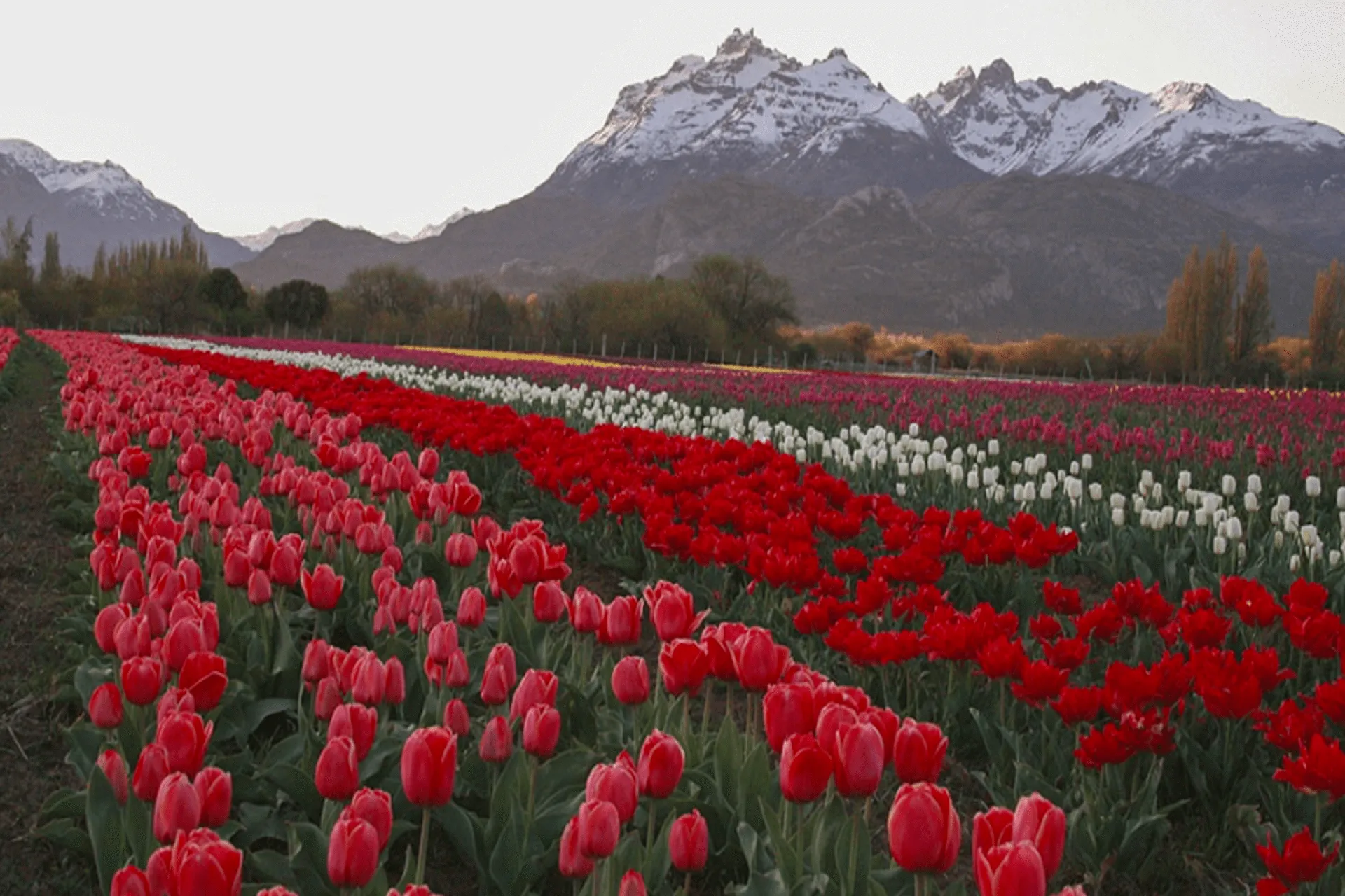 Trevelin y sus tulipanes se posicionan como destino patagónico favorito para el verano