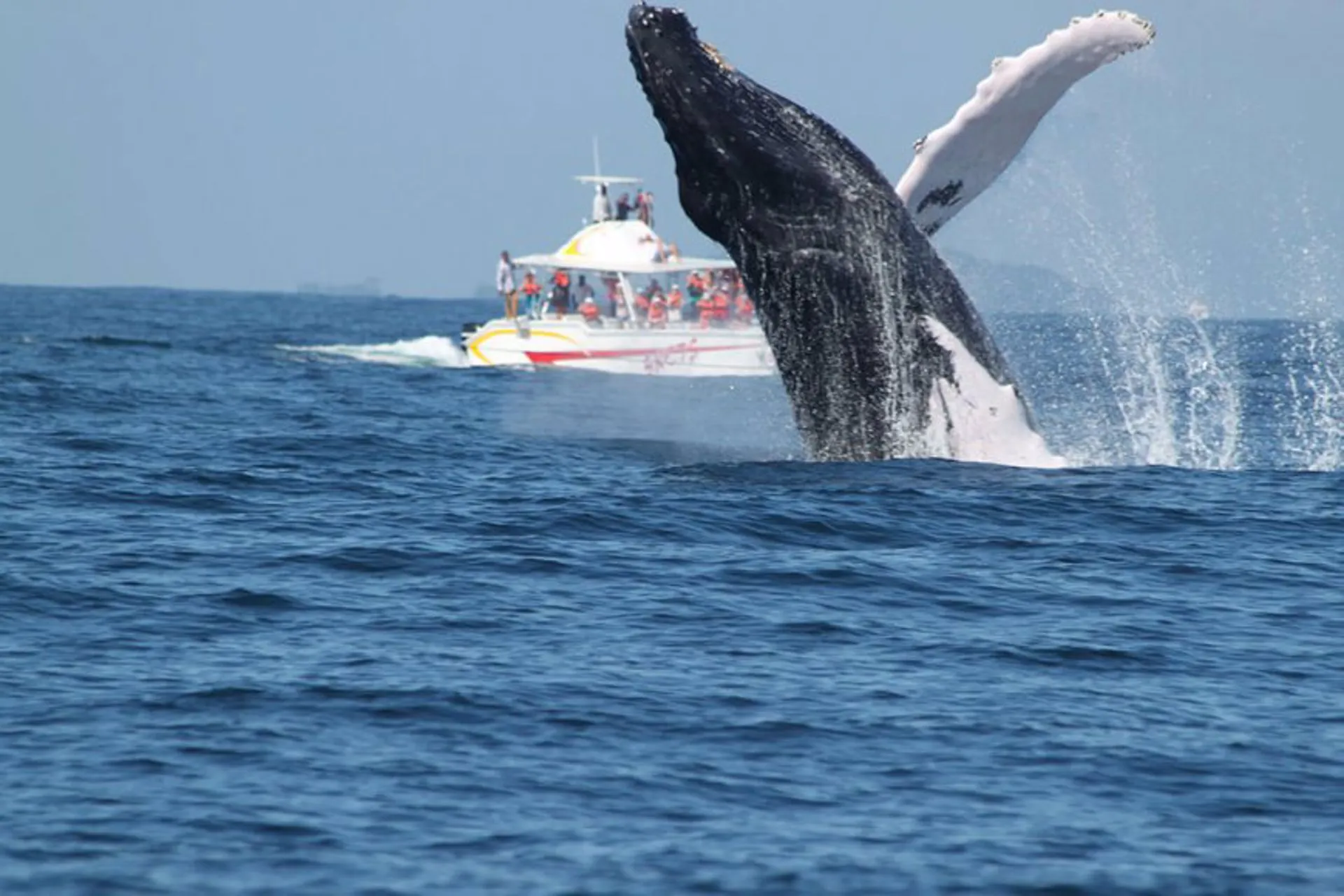  República Dominicana ve crecer el número de ballenas y de turistas