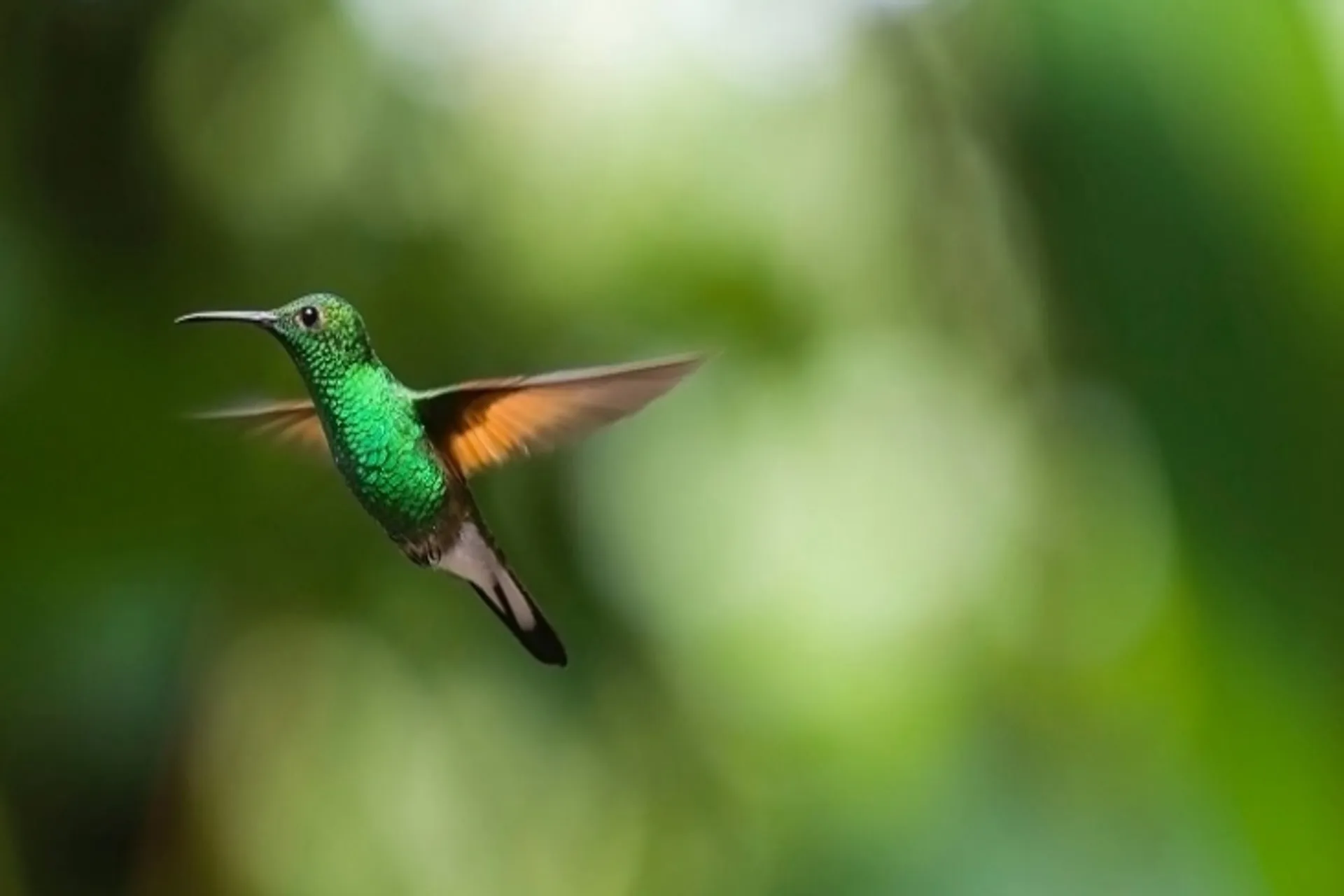 Colombia pionera en avistamiento de aves para turistas invidentes Colombia pionera en avistamiento de aves para turistas invidentes