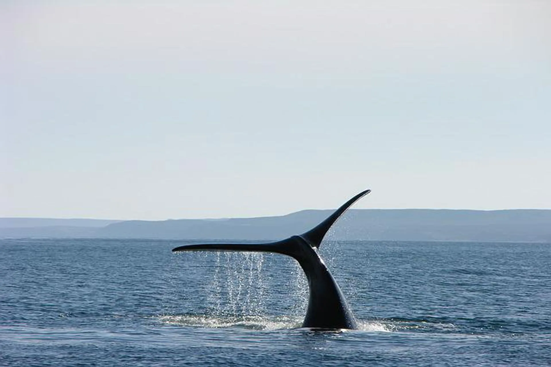 Comenzó la temporada de avistamiento de ballenas en Puerto Pirámides Comenzó la temporada de avistamiento de ballenas en Puerto Pirámides
