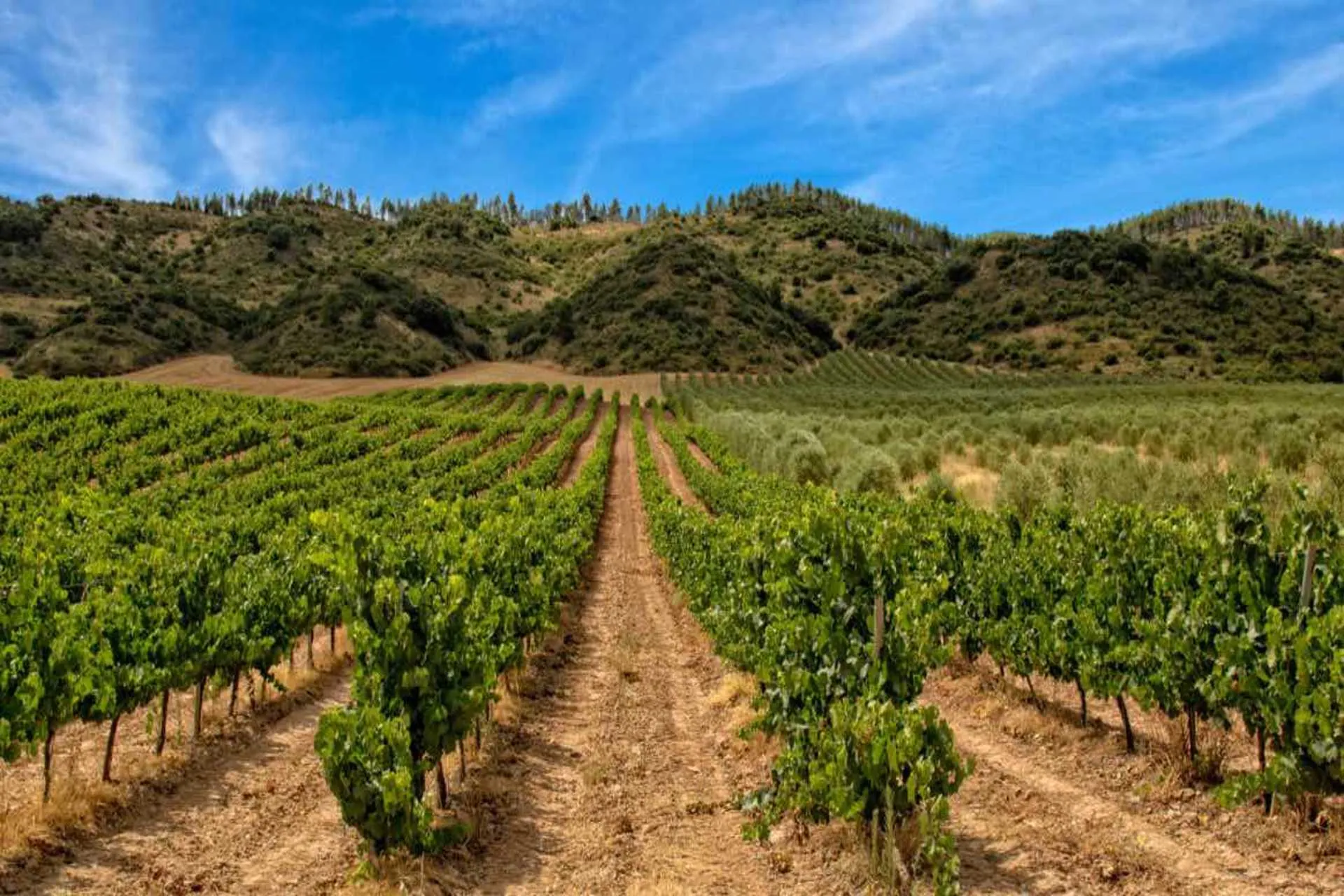 Conferencia Mundial de Enoturismo OMT 2023 será en La Rioja, España