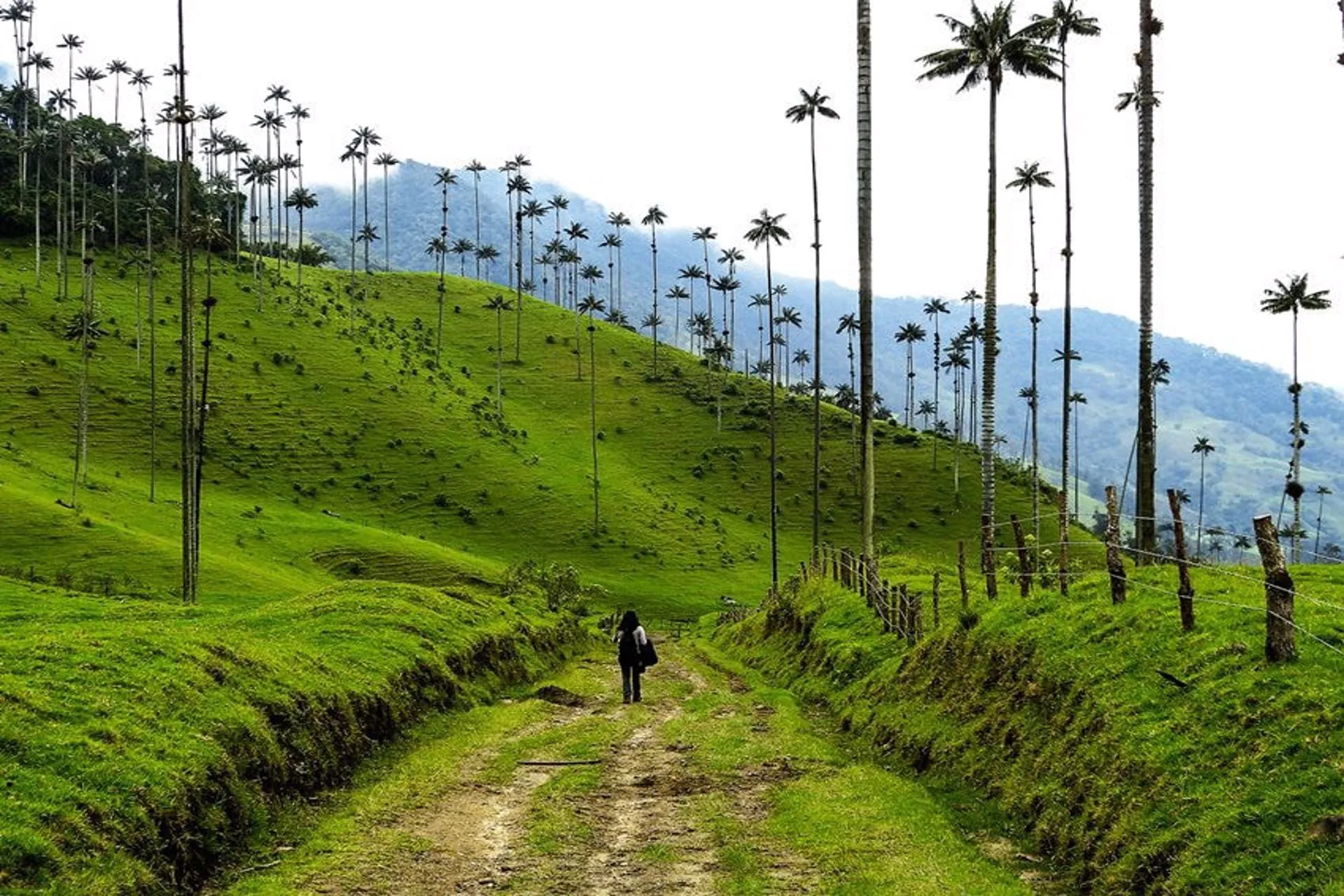 Fuerte impulso al eje cafetero para reactivar el turismo