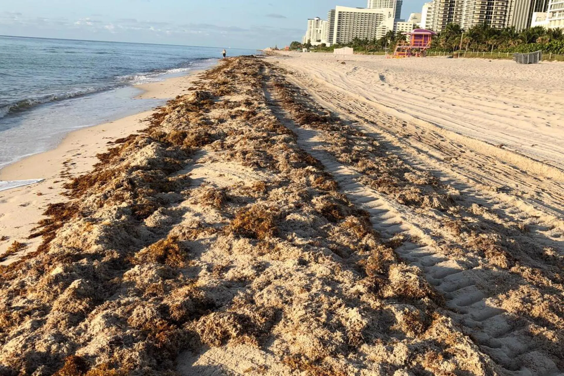 Miami: turistas desencantados por cantidad de sargazo en las playas