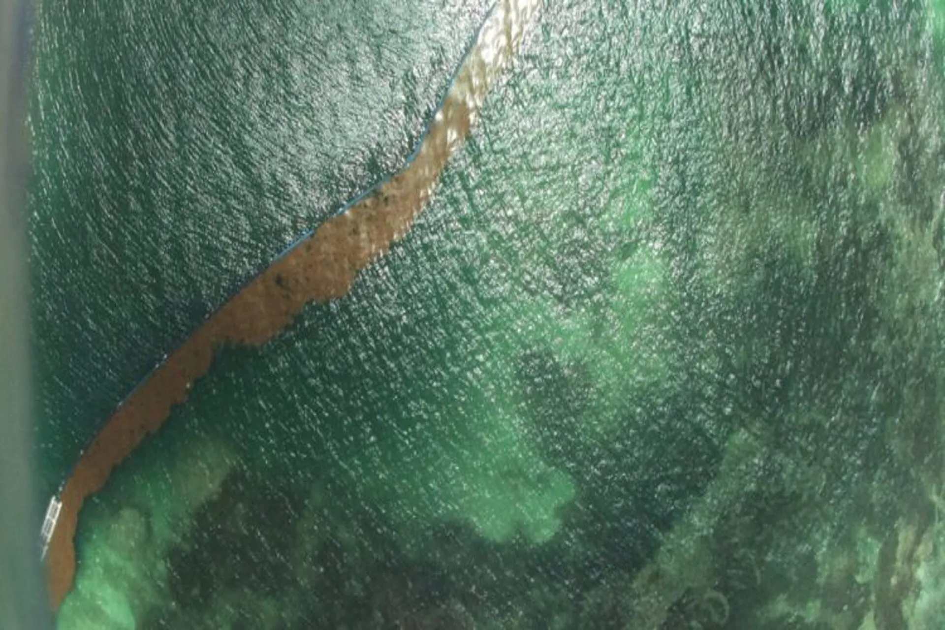 Investigación sobre el sargazo para uso en la agricultura familiar