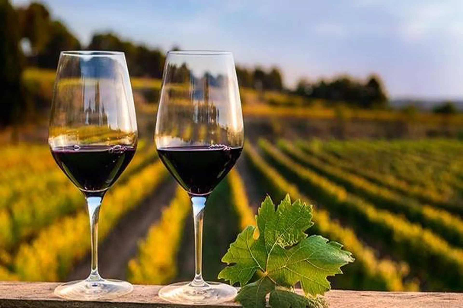 Lanzan un fondo para promover el Plan Argentina Tierra de Vinos